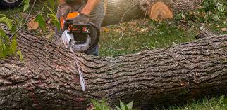 Best Storm Damage Tree Cleanup  in New Middletown, OH