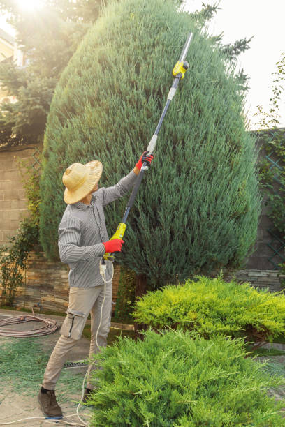 Best Fruit Tree Pruning  in New Middletown, OH